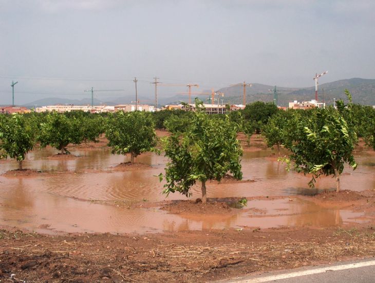 Efectos de la lluvia excesiva en un campo de naranjos (2005).